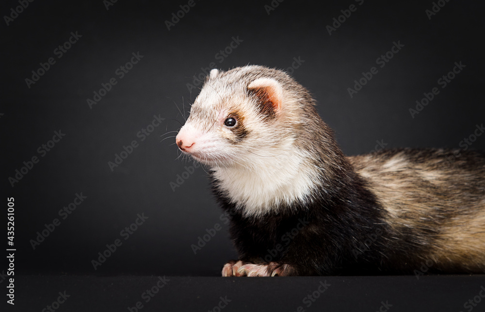 muzzle ferret in the studio muzzle ferret in the studio