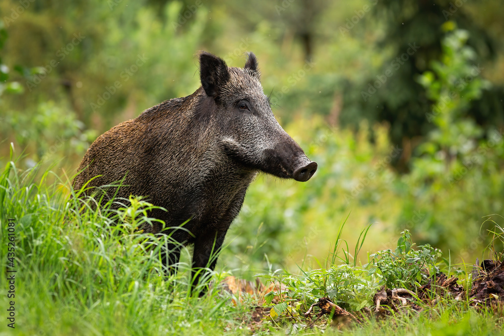 Fototapeta premium Adult wild boar, sus scrofa, with wet fur standing alone in the green forest. Attentive swine observing fresh woodland. Concentrated hog with big snout in its natural habitat with copy space.