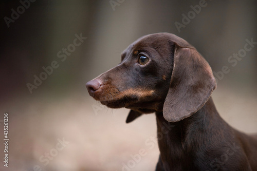 Brown The Rabbit Dachshund Smooth-haired