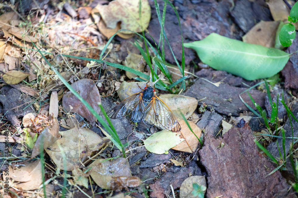 Brood-X Cicada with wings spread at base of tree. No people. Brood-X Cicada with wings spread at base of tree. No people.