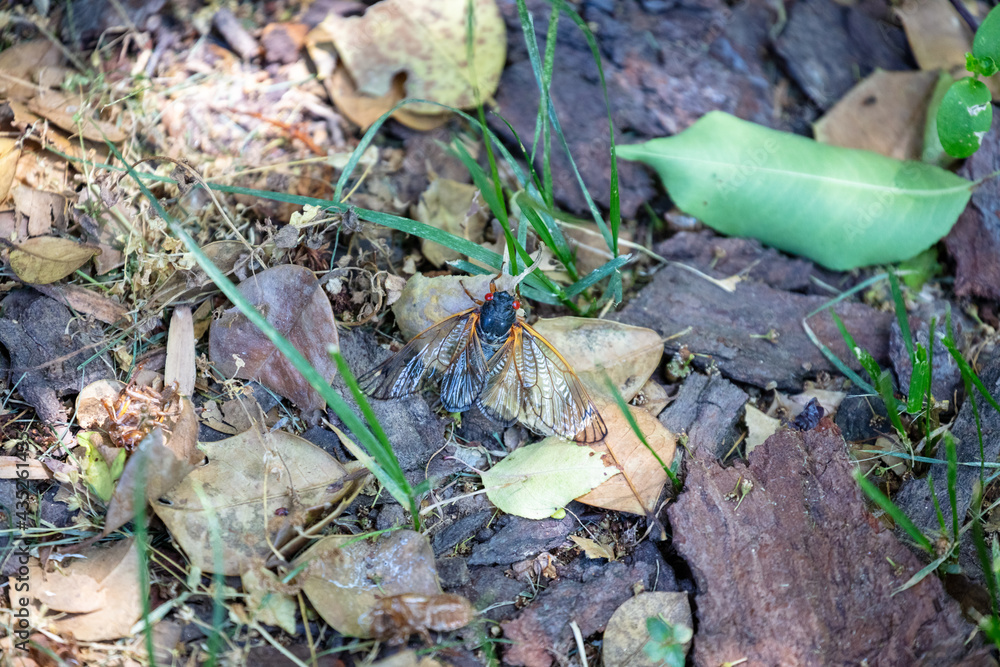 Brood-X Cicada with wings spread at base of tree. No people. 