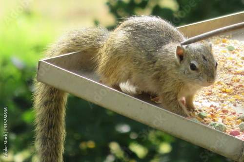 Closeup photograph of a cute yellow squirrel animal eating seeds from a metal bird feeder with a lush green garden in the background