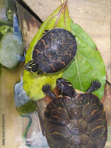 Two little turtles in the water 