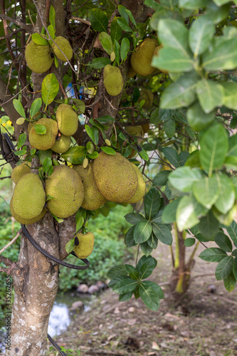 Fresh jackfruit tree. Jackfruit traditional fruit on the tree. Lots of Jackfruits on a tree.