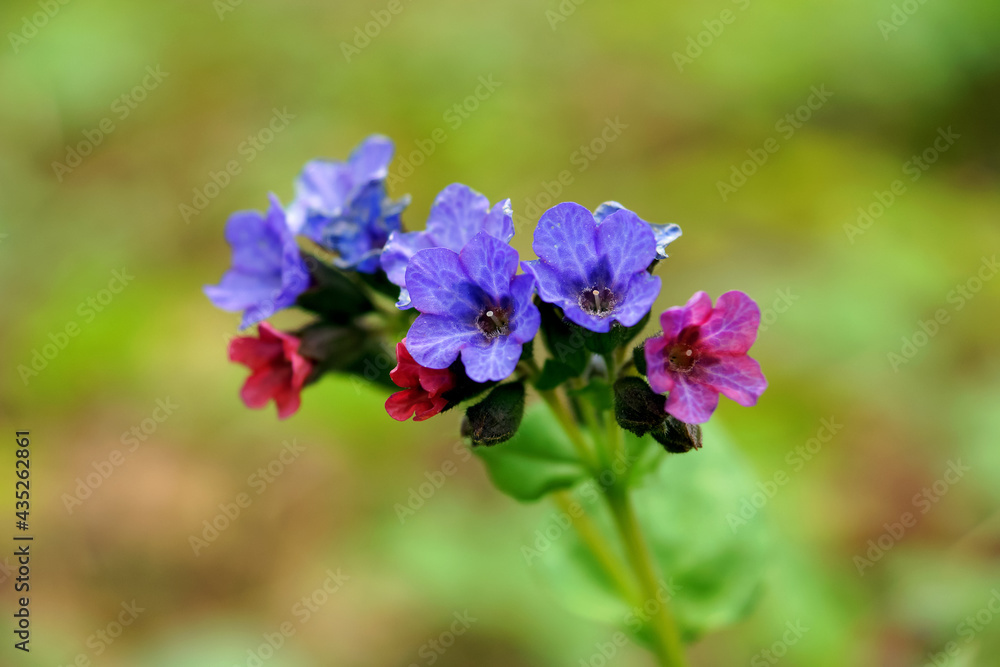 wild forest flowers purple and pink close up on a blurry background