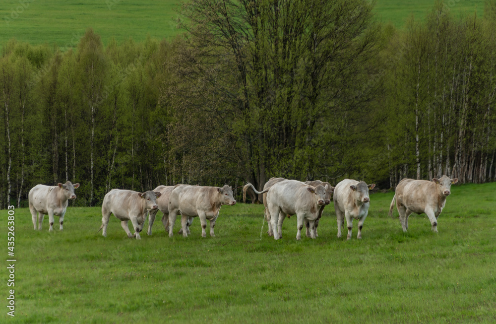 White cows with golden suit on green pasture land near Nejdek town White cows with golden suit on green pasture land near Nejdek town