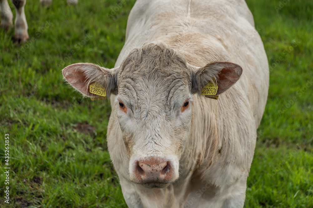 White cows with golden suit on green pasture land near Nejdek town