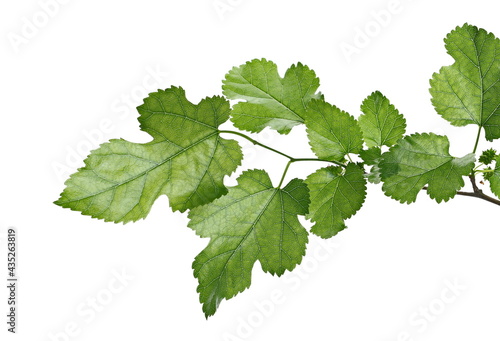 Young, green, unripe mulberries with twig, branch and leaves isolated on white background