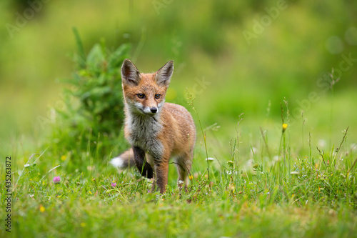 Little red fox, vulpes vulpes, puppy walking on blooming glade in summer. Young mammal moving on meadow in sunlight. Orange cub marching on blossom grassland.