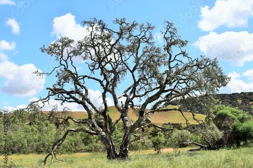 A Coastal Live Oak tree (Quercus agrifolia) stands along a hiking trail in the Fort Ord National Monument of Monterey County, California. photo