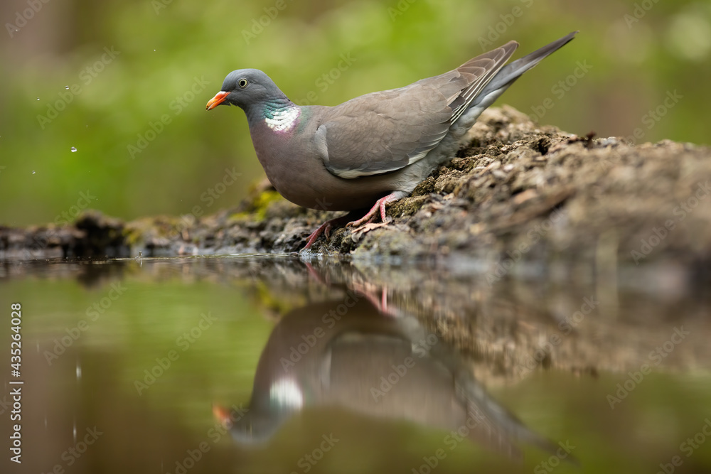 Fototapeta premium Common wood pigeon, columba palumbus, standing on ground with reflection in water. Grey bird leaning over surface on riverside. Feathered animal in summer forest.