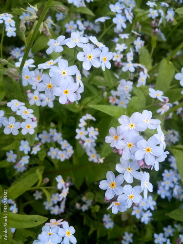 delicate spring blue forget-me-not flowers