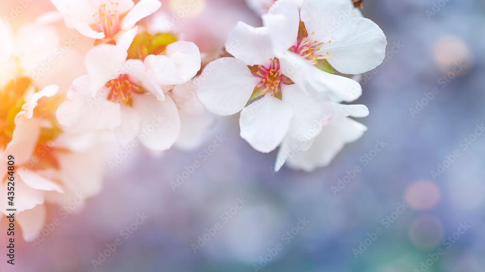 White flowers on blue background Blurred natural floral background