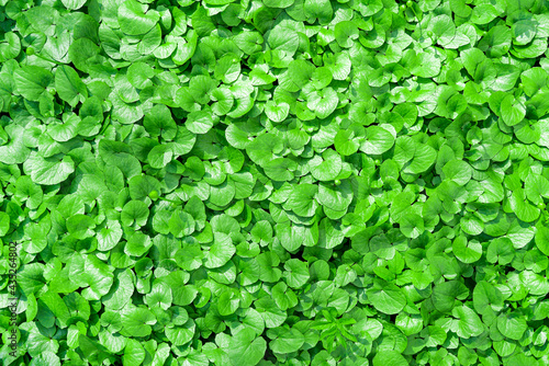Green natural background of fresh green leaves
