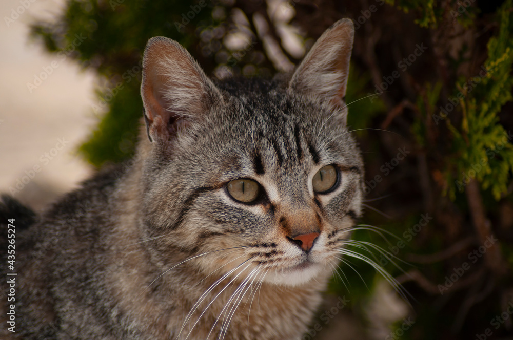 Gato pardo