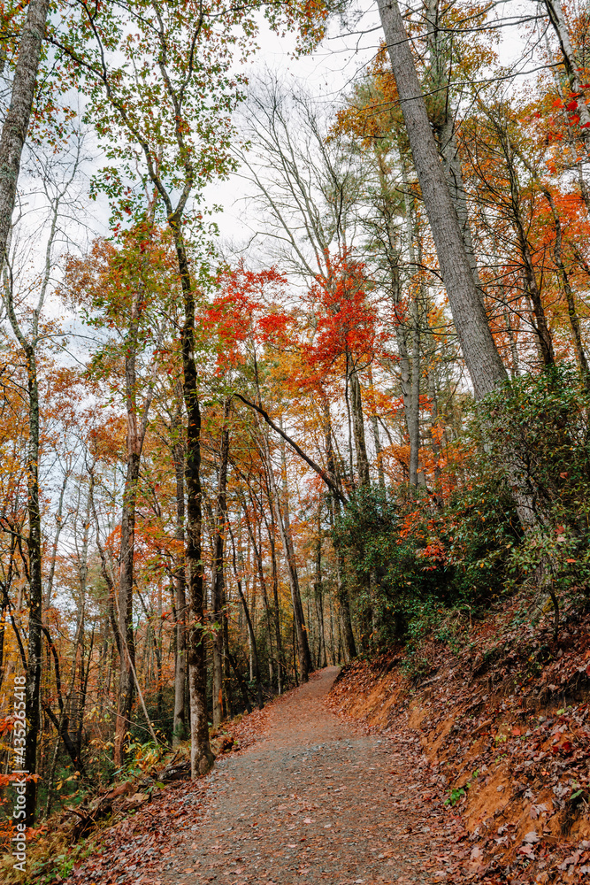 Hiking the trails of DuPont State Recreational Forest surrounded by a forest of colorful fall foliage, Hendersonville, North Carolina, USA.