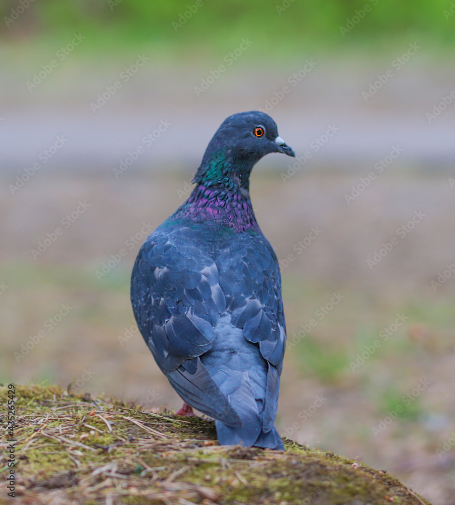Ordinary urban blue pigeon close-up Ordinary urban blue pigeon close-up