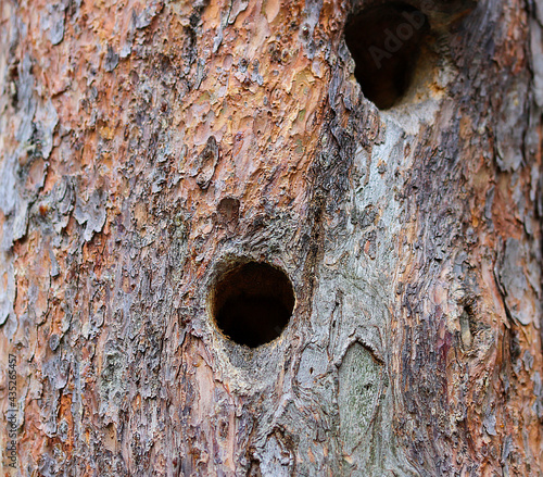 A hollow or nest in a tree