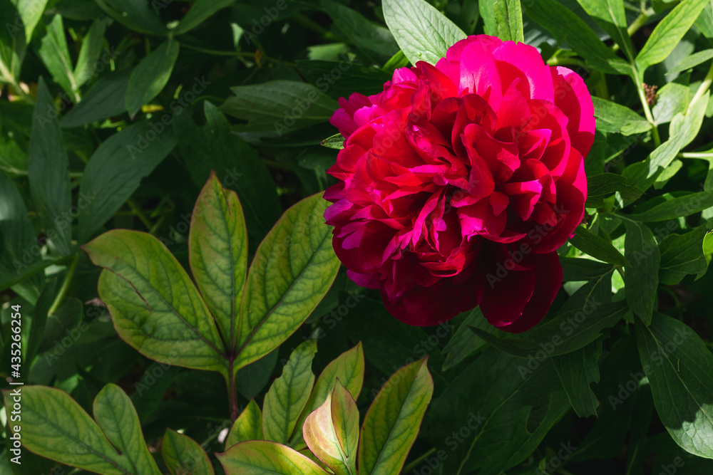 Double dark pink peony flower (lat. Raeopia). A red peony flower blooming on a blurry green background on a sunny day. Pink peonies bloom against a background of blurred green leaves in the garden. Double dark pink peony flower (lat. Raeopia). A red peony flower blooming on a blurry green background on a sunny day. Pink peonies bloom against a background of blurred green leaves in the garden.