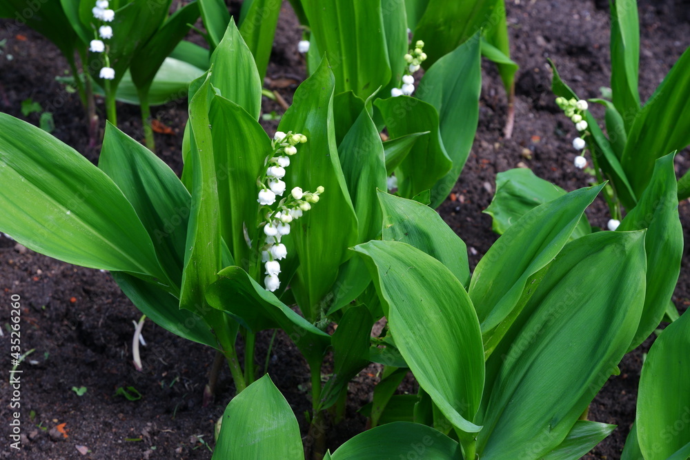 May lily of the valley. Flower. Plant. May lily of the valley. Flower. Plant.