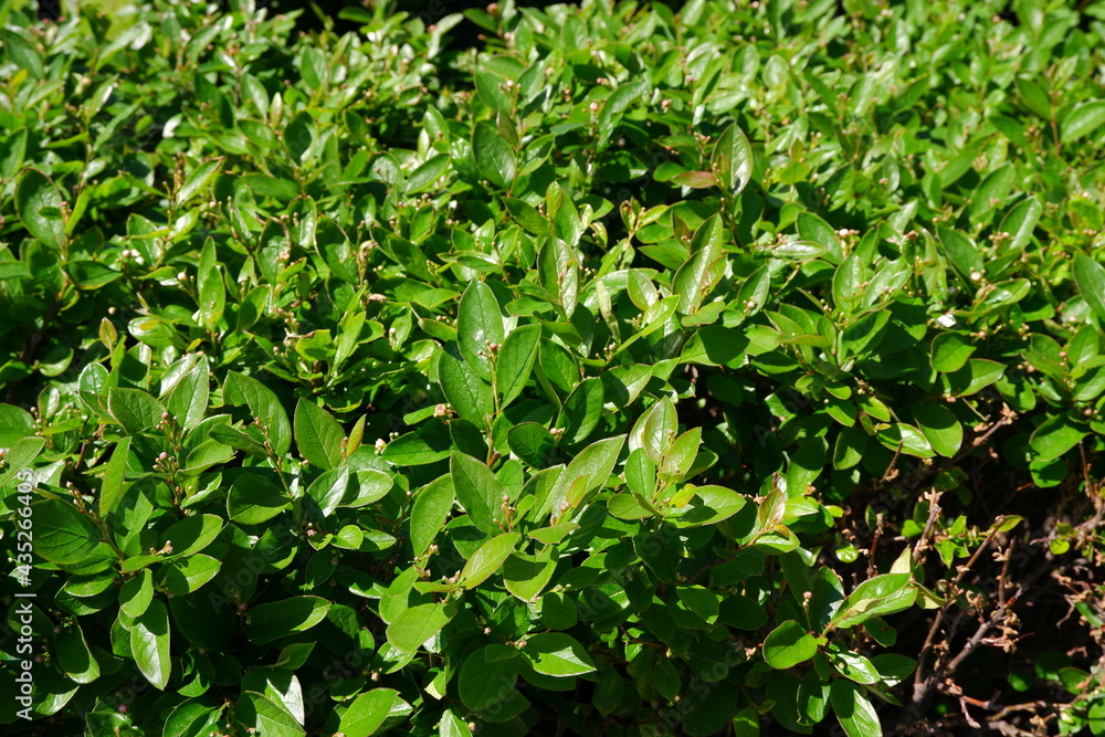 A beautiful green pubescent bush. In the park. A beautiful green pubescent bush. In the park.