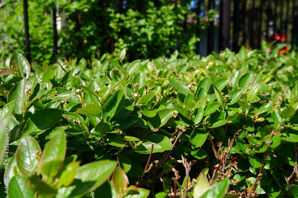Beautiful green pubescent bush in the park on a blurred background. Beautiful green pubescent bush in the park on a blurred background.