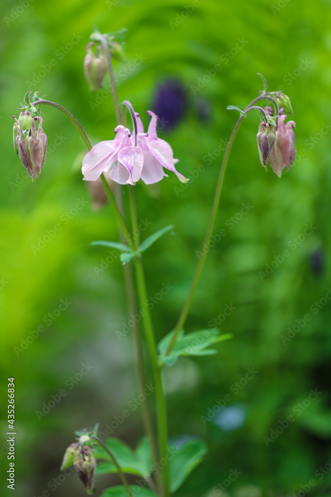 Garden spring flowers Garden spring flowers