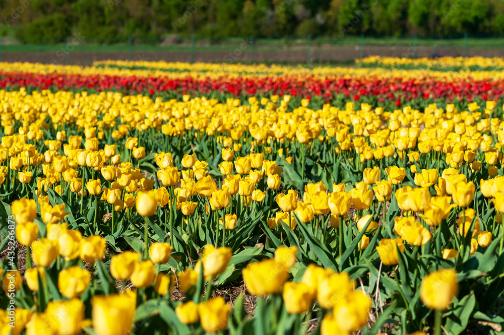 field of yellow tulips field of yellow tulips