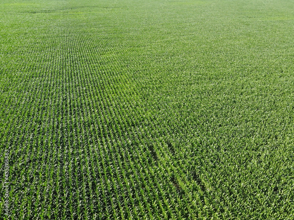 Extensive corn fields, top view. Green farm fields, landscape. Extensive corn fields, top view. Green farm fields, landscape.