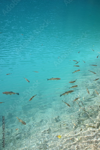 Fototapeta Naklejka Na Ścianę i Meble -  Fish in the crystal-clear water, Plitvice Lakes National Park, Croatia