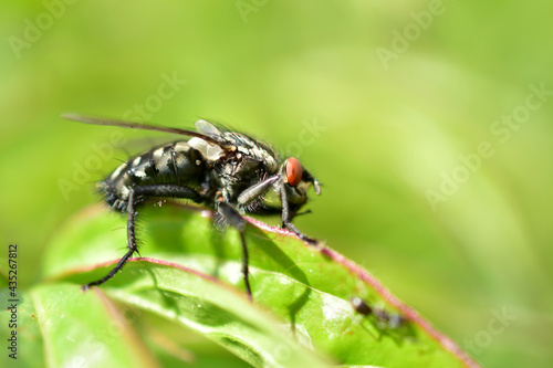 Close-up of a gray fly sitting in green on a leaf.