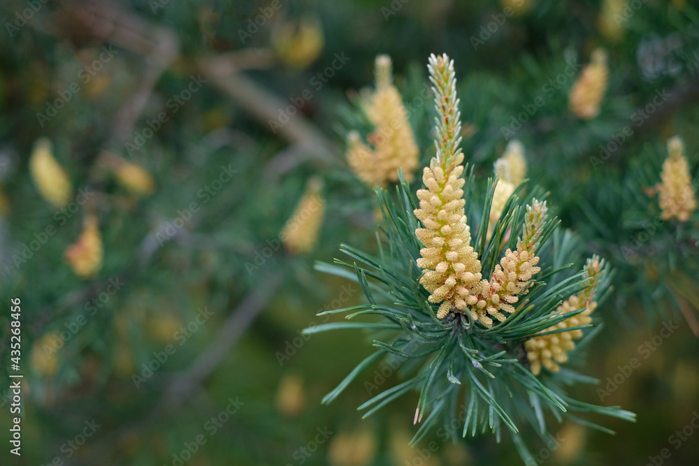 Young shoots on the branches of pine tree in spring season. Young shoots on the branches of pine tree in spring season.