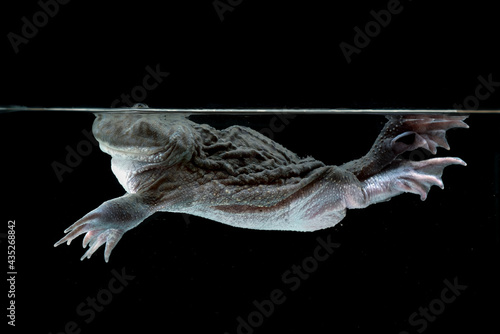 Hippo frog swimming in the water ( Lepidobatrachus-laevis ) © DS light photography