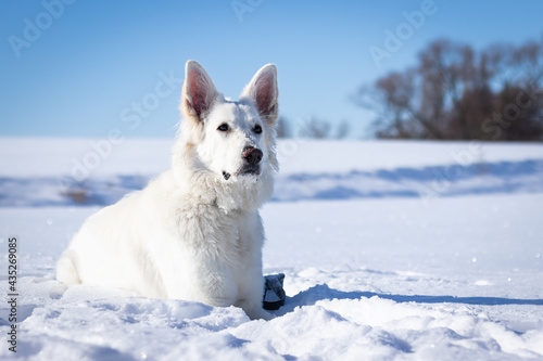 Pies w śniegu, biały owczarek szwajcarski zimą photo