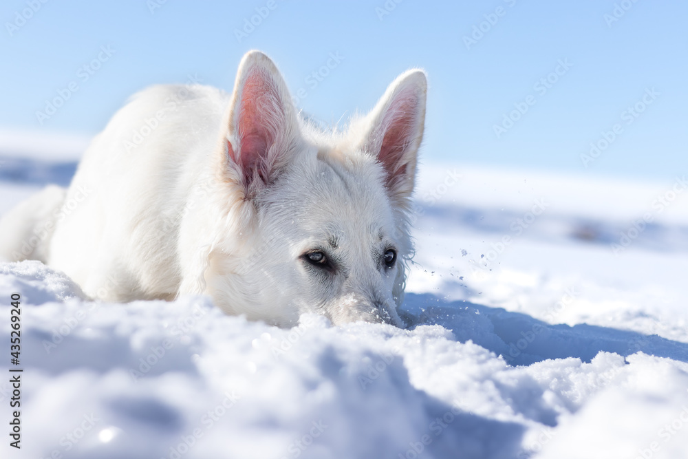 Pies w śniegu, biały owczarek szwajcarski zimą, nos w śniegu - obrazy, fototapety, plakaty 