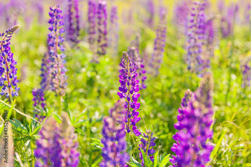 Fototapeta Naklejka Na Ścianę i Meble -  Beautiful blooming lupine flowers in spring time. Field of lupines plants background. Violet wild spring and summer flowers. Gentle warm soft colors selective focus, blurred background