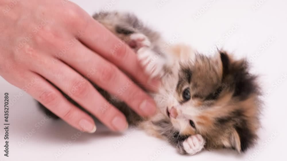 A woman's hand is playing and stroking a cute little soft fluffy kitten of red white black color with blue gray eyes. The cat is lying on its back on a white background A woman's hand is playing and stroking a cute little soft fluffy kitten of red white black color with blue gray eyes. The cat is lying on its back on a white background