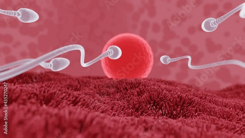 The sperm is directed towards the egg. To do human mating. A pre-fertilization model between an egg and a sperm. Human uterus model in mating Fertilization and pregnancy. 3D Rendering photo