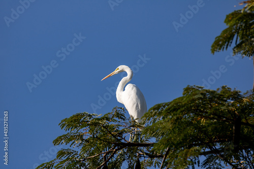 great egret (Ardea alba) perched on branch of tree on blue sky background © Adilson