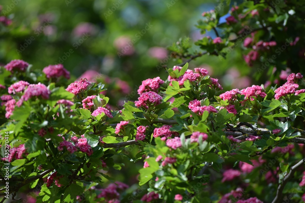 Hawthorn in Red Hawthorn in Red
