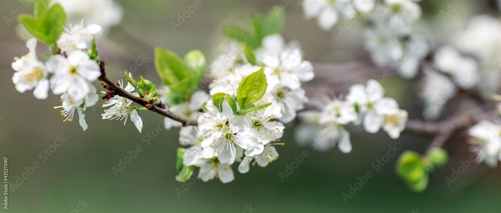 Apple tree branch on a natural blurred background. Banner. Copy space.