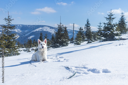 Góry zimą, biały owczarek szwajcarski