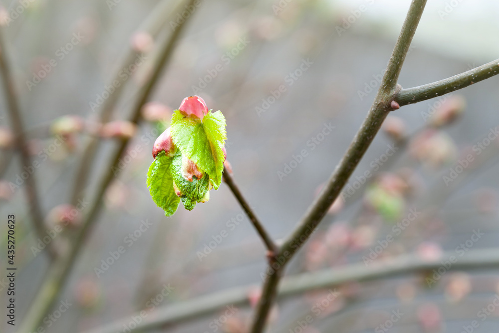 Obraz premium The emerging leaf. Close-up of a young green leaf of a linden tree in spring, selective soft focus with bokeh elements.
