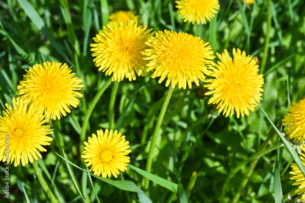 Yellow dandelions. Yellow dandelions.