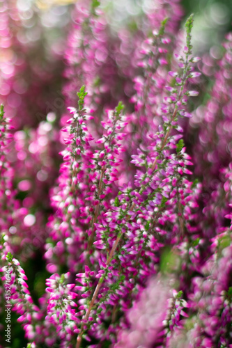 Vertical floral background with blossoming Heather flowers common known as Callluna Vulgarus with light bokeh effect. Botanical background with shining sparkles in vertical format