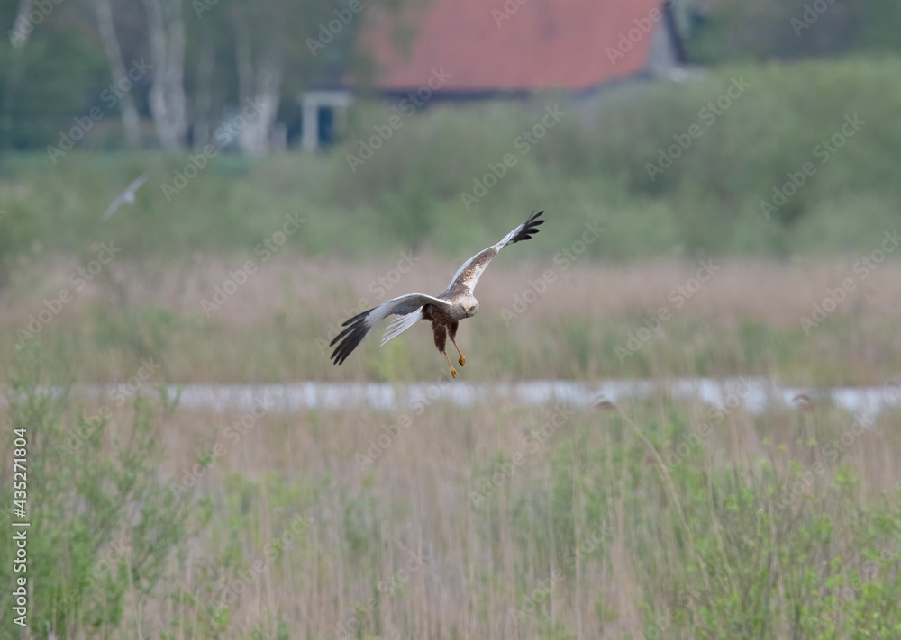 Western Marsh Harrier in the Weerribben the Netherlands. Western Marsh Harrier in the Weerribben the Netherlands.
