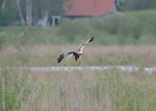 Western Marsh Harrier in the Weerribben the Netherlands. © Klaas