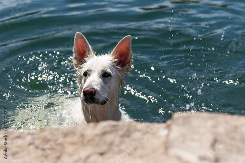 Pies pływa w wodzie, biały owczarek szwajcarski pływa