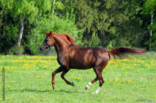 Arabian horse galloping in summer meadow