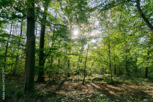 Fototapeta Naklejka Na Ścianę i Meble -  Sonnenstrahlen im Wald am Morgen